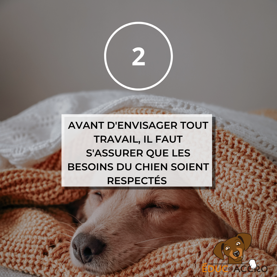 Avant d'envisager un travail, s'assurer que les besoins du chien soient respectés Un chien qui dort sous une couette avec écrit "2,avant d'envisager un travail, s'assurer que les besoins du chien soient respectés"