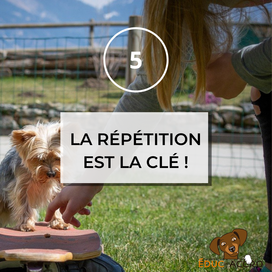 La répétition est la clé ! Un chien qui monte sur une plateforme et est récompensé par une friandise, avec écrit "5, la répétition est la clé !"