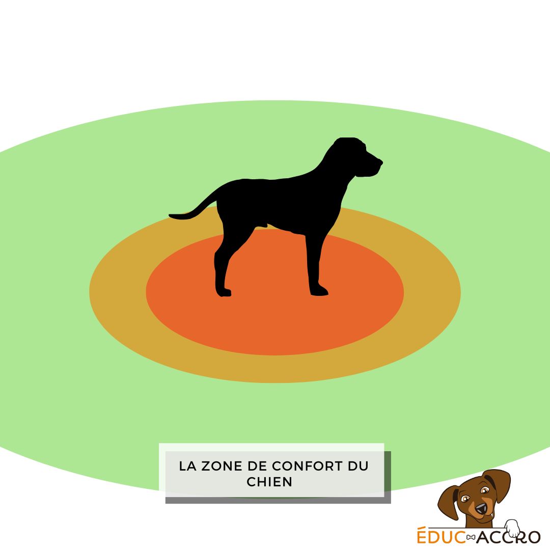 La représentation théorique de la zone de confort d'un chien Zones de confort du chien, illustrées par des cercles allant du vert au rouge