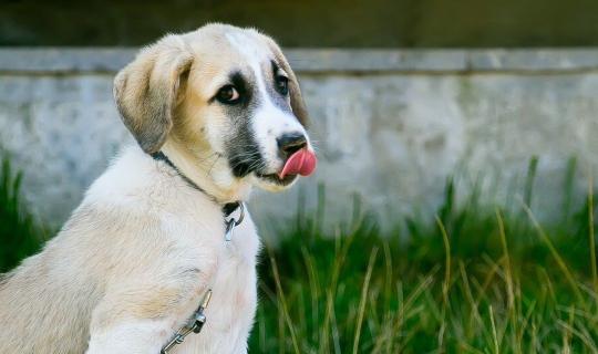 La zone de confort du chien